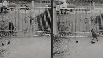 Imagem Cadela tem reação surpreendente ao perceber que homem tenta roubar seus filhotes; assista