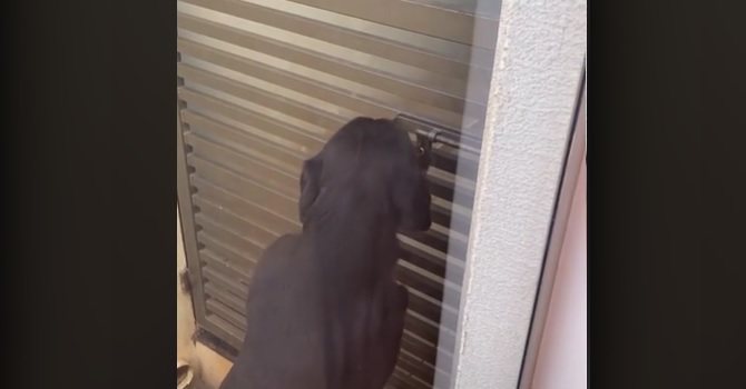 Imagem Vídeo: Cachorro remove cadeado e abre portão sem nenhuma dificuldade