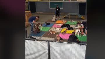 Imagem Cachorrinha vai para yoga mas não consegue se concentrar; veja vídeo