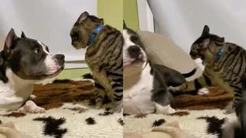 Reprodução/TikTok @socal_trippin