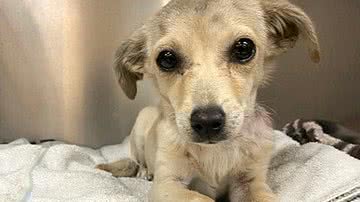 Reprodução/Twitter @helpinRIVcoPETS