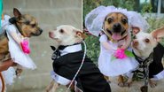 Reprodução / San Antonio Humane Society