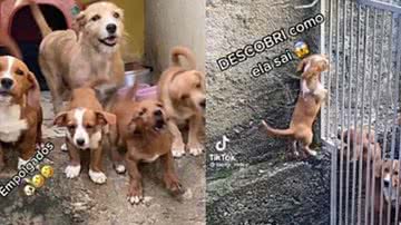 Reprodução/ Tik Tok @laerte_mdee