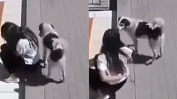 Reprodução/Twitter @Animalbelngjerk