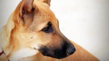 Foto Ilustrativa/Pixabay