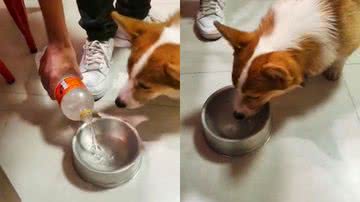Reprodução/TikTok @chicothecorgi_
