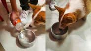 Reprodução/TikTok @chicothecorgi_