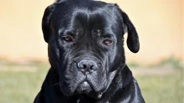 Foto Ilustrativa/Pixabay