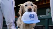 Arquivo / UNC Athletics