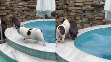 Reprodução/TikTok @tamimagacho