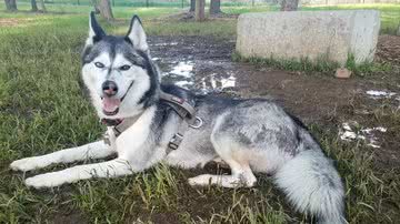 Arquivo Pessoal/Misty Harmon