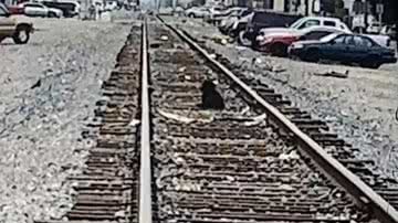 Divulgação/Suzette Hall