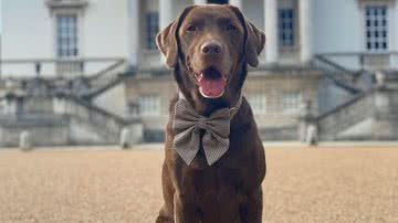 Reprodução/Instagram @good.boy.ollie