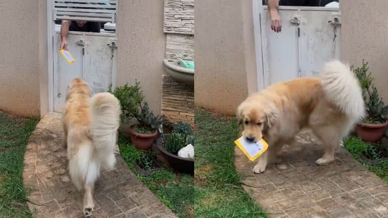 Reprodução/TikTok @googlethegolden