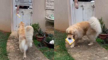 Reprodução/TikTok @googlethegolden