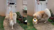 Reprodução/TikTok @googlethegolden