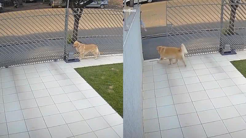 Reprodução/TikTok @ogoldentheo