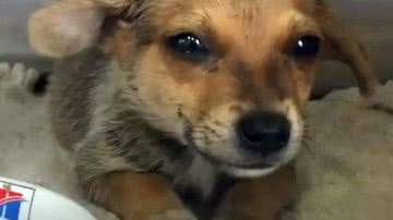 Reprodução/Youtube/The Dodo