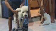 Reprodução/TikTok