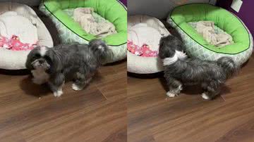Reprodução/TikTok @mellzinha_shihtzu