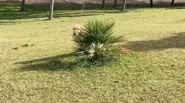 Reprodução/TikTok @lifewithbento