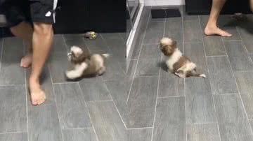 Reprodução/TikTok @babycharlie_shihtzu
