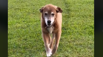 Imagem Cachorro anda pelo mesmo caminho tantas vezes que deixa rastro permanente; veja vídeo