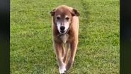 Imagem Cachorro anda pelo mesmo caminho tantas vezes que deixa rastro permanente; veja vídeo