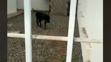 Reprodução / Tik Tok