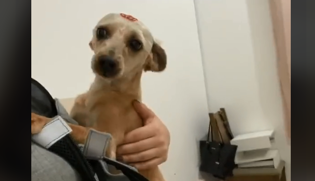 Tutora Compra Bolsa Canguru Da Shopee Para Cachorro E Rea o Do Animal 