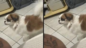 Reprodução/TikTok @biscoutinho