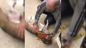 Shannon McCann/The Dodo