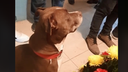 Imagem Vídeo: Reação de pit bull em velório de sua tutora emociona web