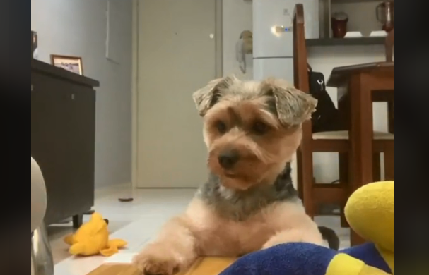 Imagem Vídeo: Cachorro se compromete a cuidar de amigo após “cirurgia” mas não cumpre promessa