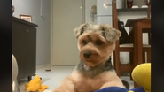 Imagem Vídeo: Cachorro se compromete a cuidar de amigo após “cirurgia” mas não cumpre promessa