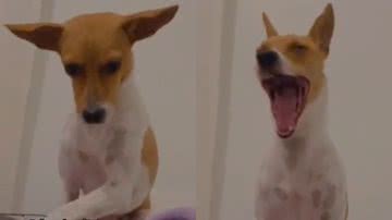 Reprodução/TikTok @fredavit_