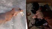 Reprodução/TikTok @janiofteixeira