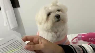 Reprodução/TikTok @diariodamolly_