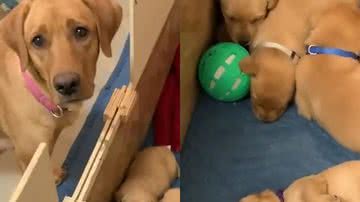 Reprodução/Twitter @Yoda4ever