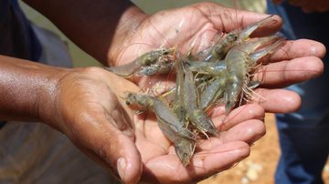 Ednilson Barbosa/Seagri