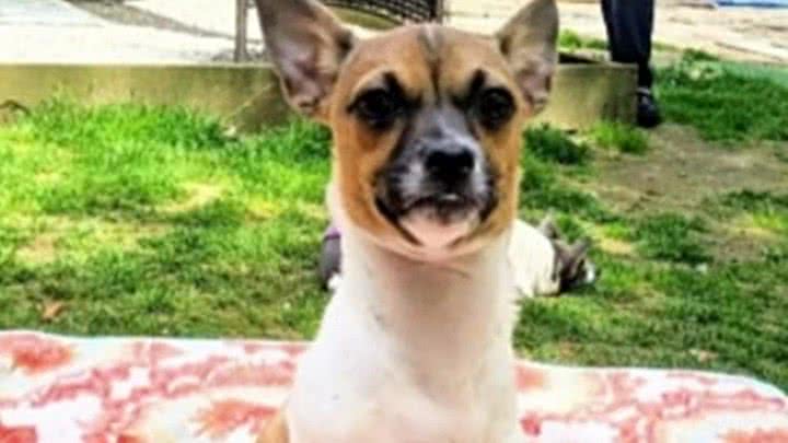 Divulgação/Vintage Pet Rescue