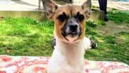 Divulgação/Vintage Pet Rescue