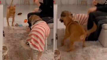 Reprodução/TikTok @thoreduardo