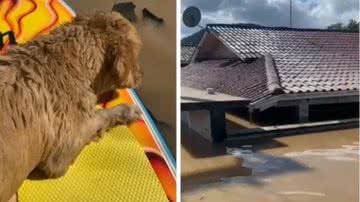 Cachorro foi resgatada com prancha - Foto: Leandro Fornasa