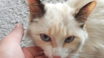 Corpo de Bombeiros / Divulgação