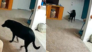 Reprodução / TikTok