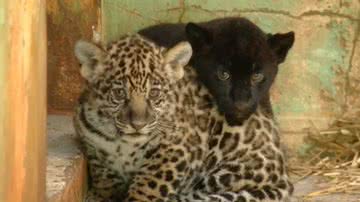 Reprodução/RPC Foz do Iguaçu