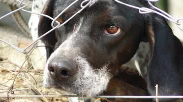 Foto Ilustrativa/Pixabay