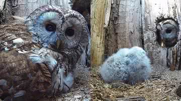 Reprodução/Youtube/Robert E Fuller