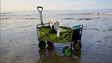 O principal objetivo era dar ao cãozinho uma chance de molhar as patas no Oceano Pacífico - Foto: Instagram/@pohthedogsbigadventure